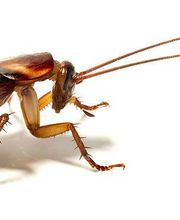 Control de Plagas Cejudo imagen 4