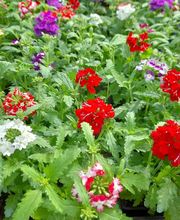 Villaverde Lecornu Jardinerie EURL image 6