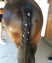 Centre Equestre De La Guérinière image 4