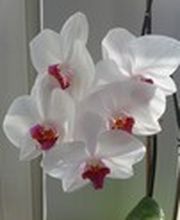 Praxis für Logopädie Manuela Salzmann-Obeldobel Bild 2