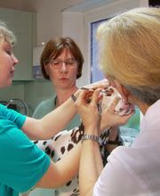 Dr. med. vet. Schindler Tierärztliche Fachpraxis Bild 4