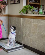 Lakewood Animal Hospital image 2