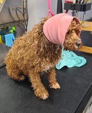 Hundesalon Engstingen Bild 17