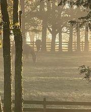 Red Coach Resort image 12