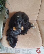 Au Look Canin image 5