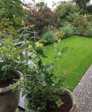 Stern Gartenbau AG Bild 4