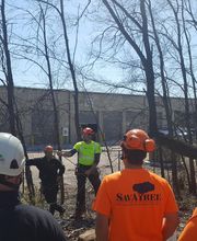 SavATree - Tree Service & Lawn Care image 1