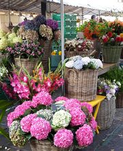 Blumen Müller Bild 9