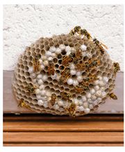 Blake's Pest Control Inc image 1