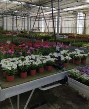 Boustie Philippe image 1