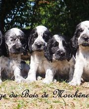 ÉLEVAGE DU BOIS DE MORCHÈNE image 2