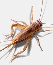 Heimchen Acheta domestica, Futterinsekt