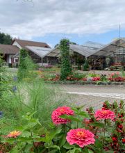 Blumengärtnerei G. Gerber AG Bild 14