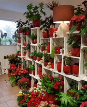 Rosenthal - DAS BLUMENGESCHÄFT Bild 4