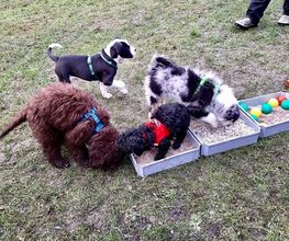 Küstenwolf Hundetraining Kiel Bild 3