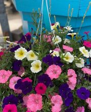 Diegel's Greenhouse image 2