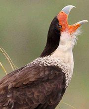 Alamo Inn B&B, Gear & Tours image 6