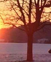 Pfister Obstbaum- und Gartenpflege Bild 6