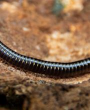 OPC Pest Services - Lexington image 11