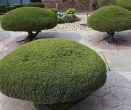 FLORESCENCE image 10