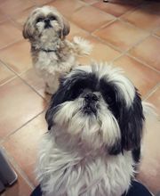 Arca Veterinaria imagen 13