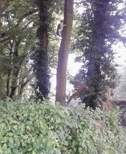 Espace Vert Mc image 13