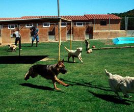 centre-cani-de-pals-perros-02.jpg