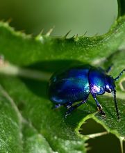 Käferbekämpfung - Mr. Motte - Schädlingsbekämpfung - Hamburg