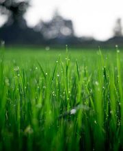 Cleangarten UG Bild 2