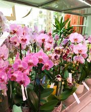 Le Langage Des Fleurs image 4