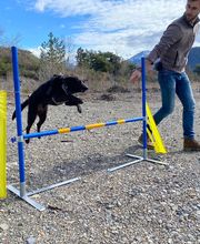 Dog Evasion 05 image 1