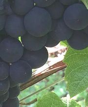 Champagne Cordeuil Père et Fille image 4