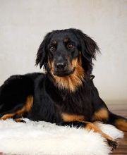 Lina unser Bürohund