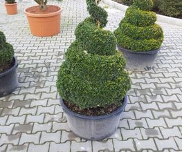Garten-&Landschaftsbau / Baumschule Inh. P. Maier Bild 1