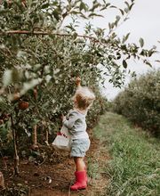 Historic Weston Orchard & Vineyard image 11