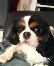 Asenack Association image 15