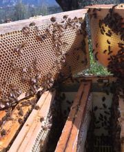 Gallery Professionale