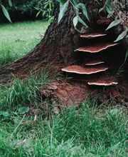 Baumdoktor Futter Bild 3