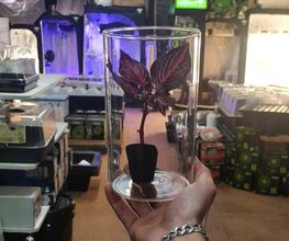 HYDROZONE BEAUCHAMP - OCTOPUS GROWSHOP image 2