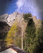 Arbres en Cimes image 1