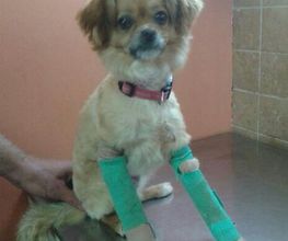 Centro Veterinario Ifach imagen 19