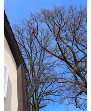 Baumpflege Lachmann Bild 5