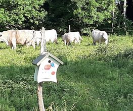 Vogelnistkasten an Kuhweide, Schwabenglanz, 88605 Meßkirch