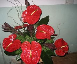 floristeria-fullana-anturios-03.jpg
