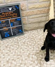 Town & Country Veterinary Clinic image 16