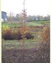 JMS Plants image 2