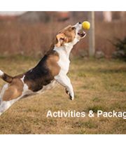 Centennial Kennels image 1