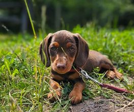 KnowWau Mobile Hundeschule Bild 4