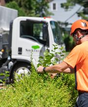SavATree - Tree Service image 12