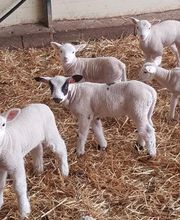 DU DOMAINE DE LA PEROUSE EARL image 2